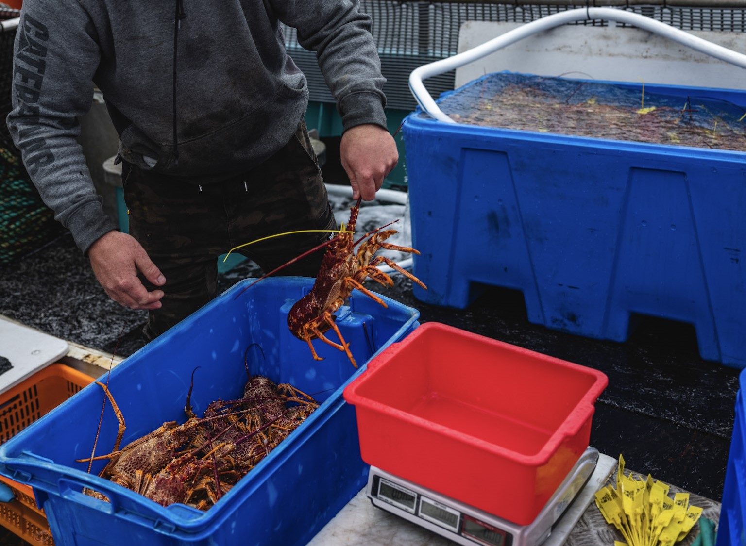 cray-bake-food-and-wine-festival-the-huon-valley-southern-tasmania