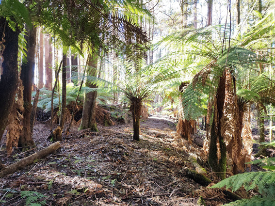 Riawunna Rail trail