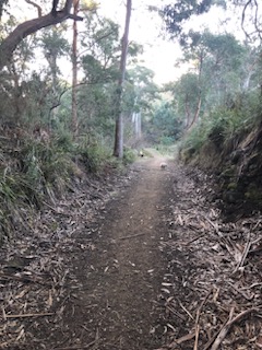 bush track